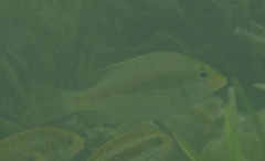Lethrinus