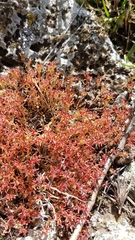 Sedum microcarpum