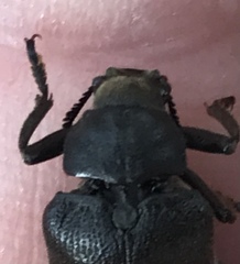 Sandalus petrophya
