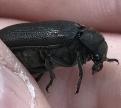 Sandalus petrophya