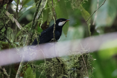 Entomodestes coracinus