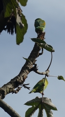 Brotogeris jugularis