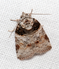 Garella vallata
