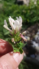Trifolium clypeatum