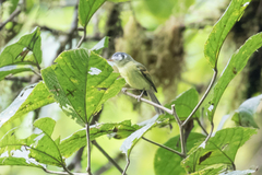Pogonotriccus poecilotis