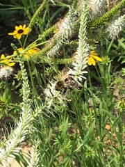 Bombus griseocollis