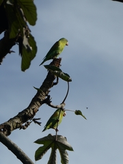 Brotogeris jugularis