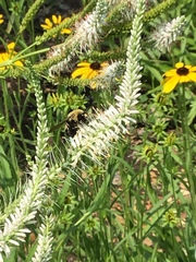 Bombus griseocollis