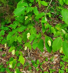 Ostrya virginiana image