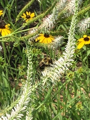 Bombus griseocollis