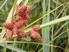 Bolboschoenus robustus