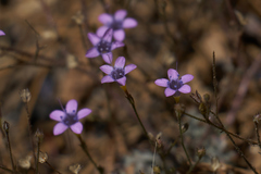 Gilia ochroleuca