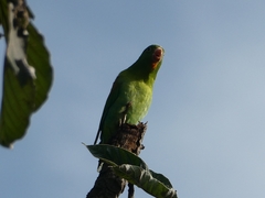 Brotogeris jugularis