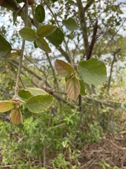 Ficus sycomorus sycomorus