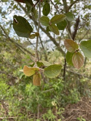 Ficus sycomorus sycomorus