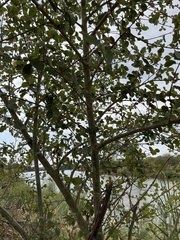 Ficus sycomorus sycomorus