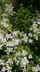Chaerophyllum nodosum