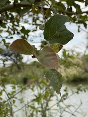 Ficus sycomorus sycomorus