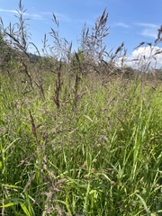 Arctagrostis latifolia