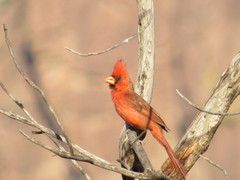 Cardinalis cardinalis superbus