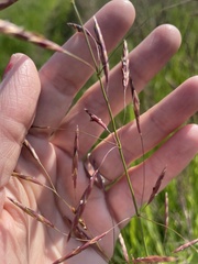 Arctagrostis latifolia