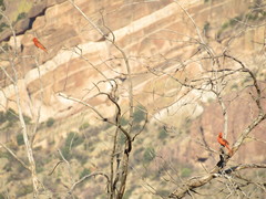 Cardinalis cardinalis superbus