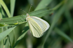 Pieris marginalis