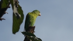 Brotogeris jugularis