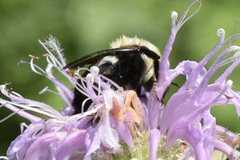 Bombus griseocollis
