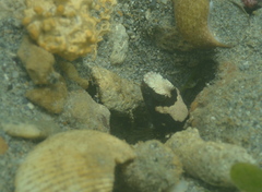 Cryptocentrus maudae