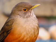 Turdus rufiventris