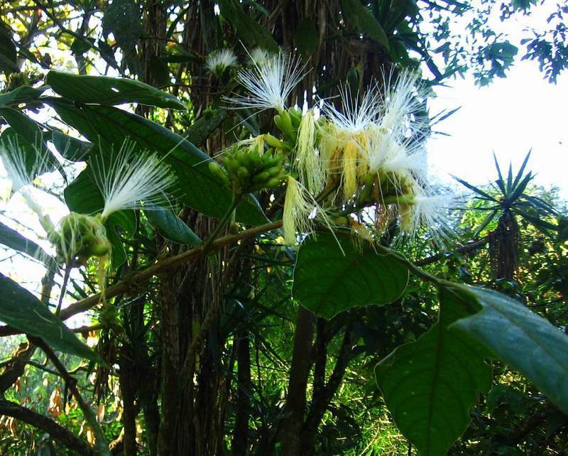 chalahuite (Flora CEA - Putumayo) · iNaturalist