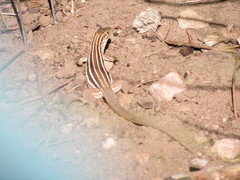 Aspidoscelis sonorae