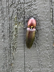 Parallelostethus attenuatus