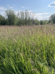 Arctagrostis latifolia