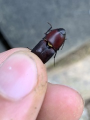 Parallelostethus attenuatus