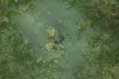 Cryptocentrus maudae