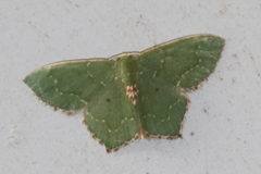 Chloropteryx nordicaria