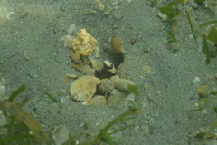 Cryptocentrus maudae