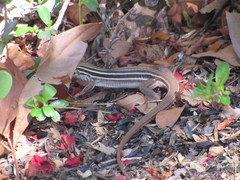 Aspidoscelis sonorae