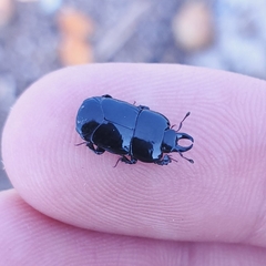 Hololepta