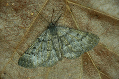 Gnophos obfuscata