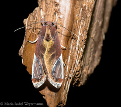 Bertholdia pseudofumida