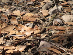 Aspidoscelis sonorae