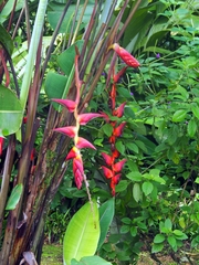 Heliconia pogonantha
