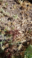 Sedum rubens