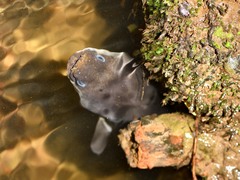 Anguilla dieffenbachii