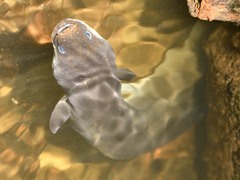 Anguilla dieffenbachii