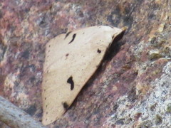 Scolecocampa atriluna