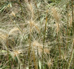 Elymus elymoides elymoides